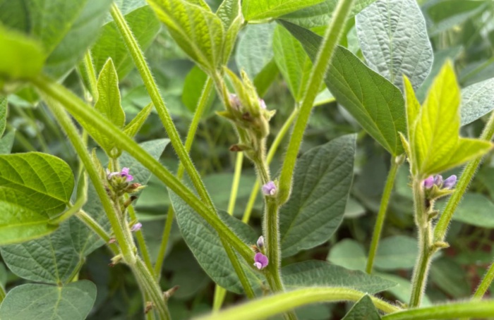 Florescimento da soja exige manejo preciso no início do verão