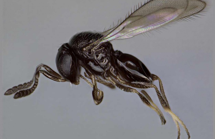 Telenomus remus supera Trichogramma em ovos de lagarta-do-cartucho