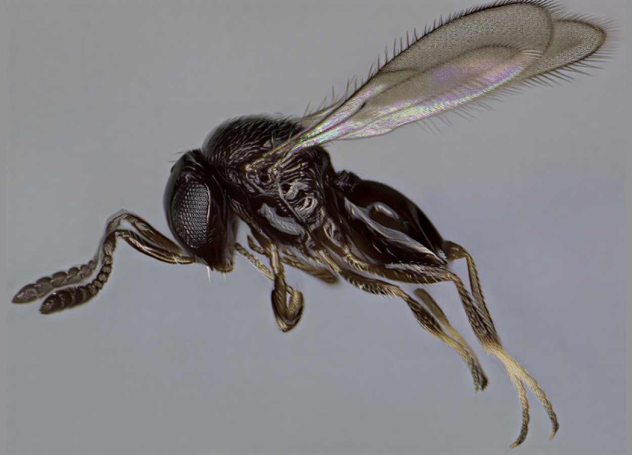 Telenomus remus supera Trichogramma em ovos de lagarta-do-cartucho