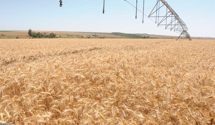 Cultivares de trigo para o Cerrado superam produtividade