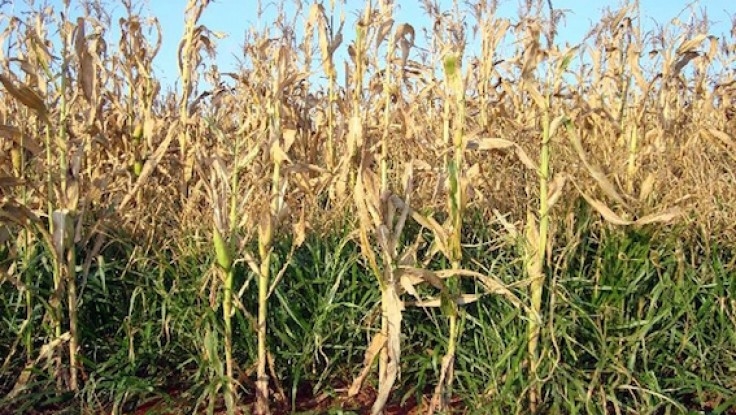 El Niño faz lembrar das boas práticas agrícolas