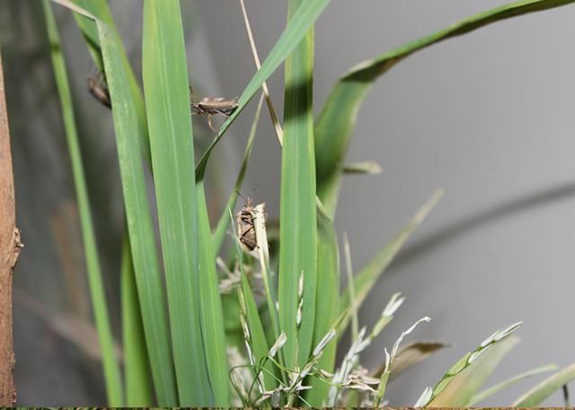 Método de aplicação de feromônio de percevejo do arroz é patenteado