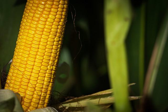 Pioneer lança híbridos de milho com tecnologia Optimum Aquamax tolerante ao estresse hídrico