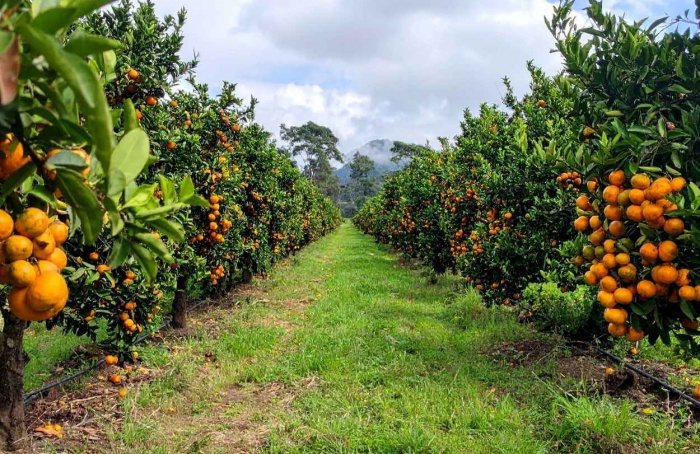 Citricultura ganha novo centro de pesquisa aplicada no Brasil