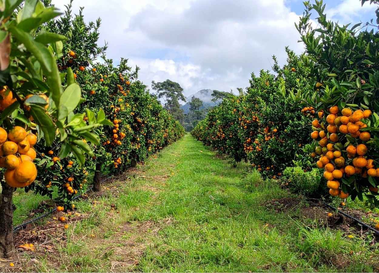 La culture des agrumes se dote d'un nouveau centre de recherche appliquée au Brésil.