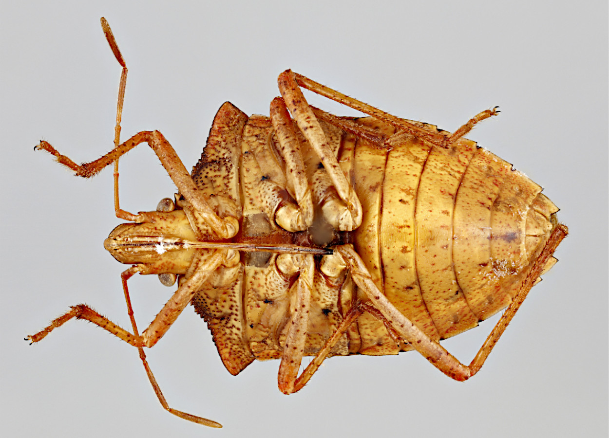 Foto:&nbsp;Lindsey Seastone, USDA