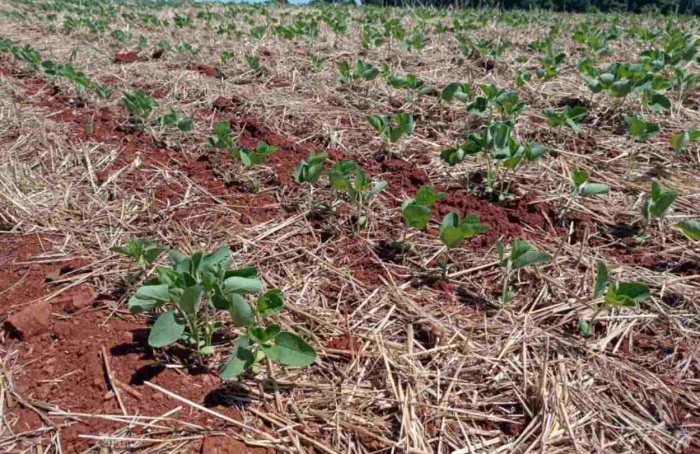 RS Safra 2025/26: clima seco eleva atenção para soja