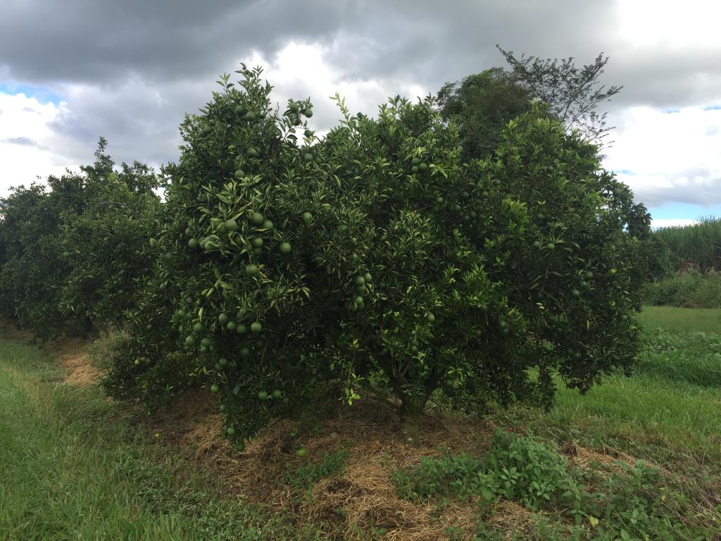 Greening: pesquisa de uma década comprova outro jeito para tratar, o MFG – Manejo Fisiológico do Greening