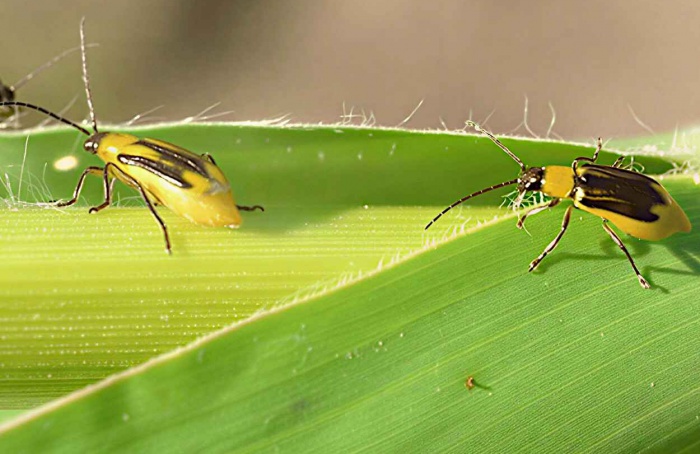 USDA retira regulação de milho com evento MON 95275