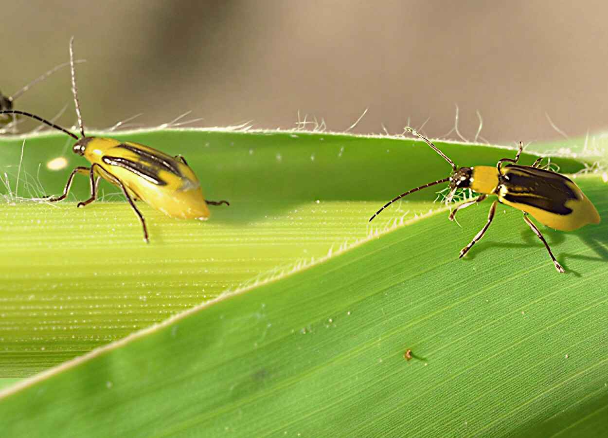 USDA retira regulação de milho com evento MON 95275