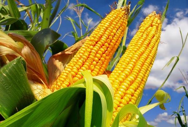 Brasil exporta 40 milhões de ton de milho e atinge novo recorde