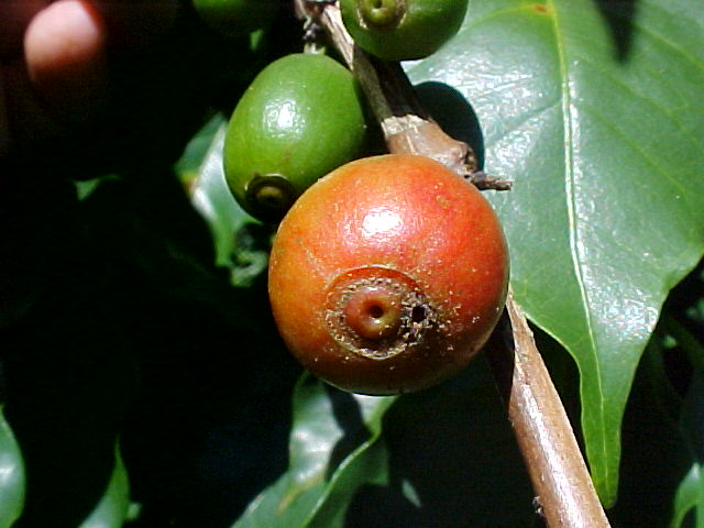 Fruto de café no estágio de cereja apresentando orifício produzido pela fêmea da broca-do-café. Foto: Paulo Rebelles Reis