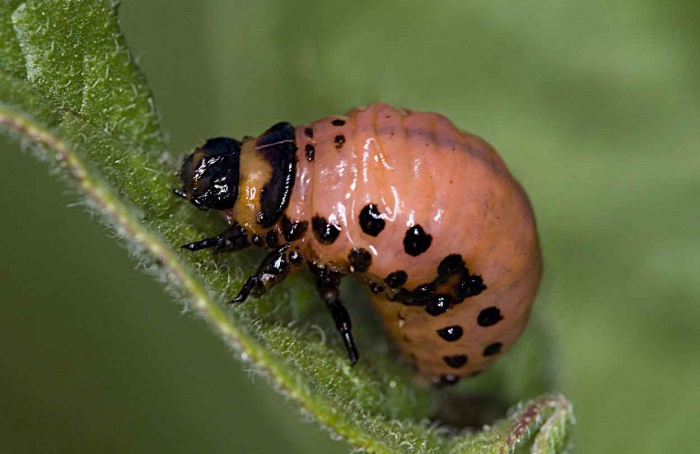Estudo avalia ledprona contra Leptinotarsa decemlineata