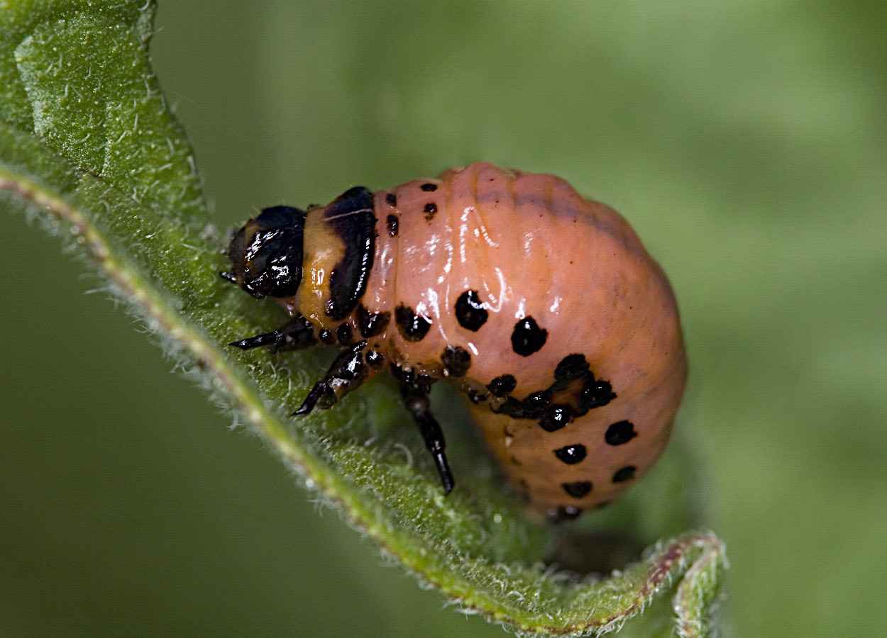 Aplicações no início da infestação controlam larvas e reduzem desfolha