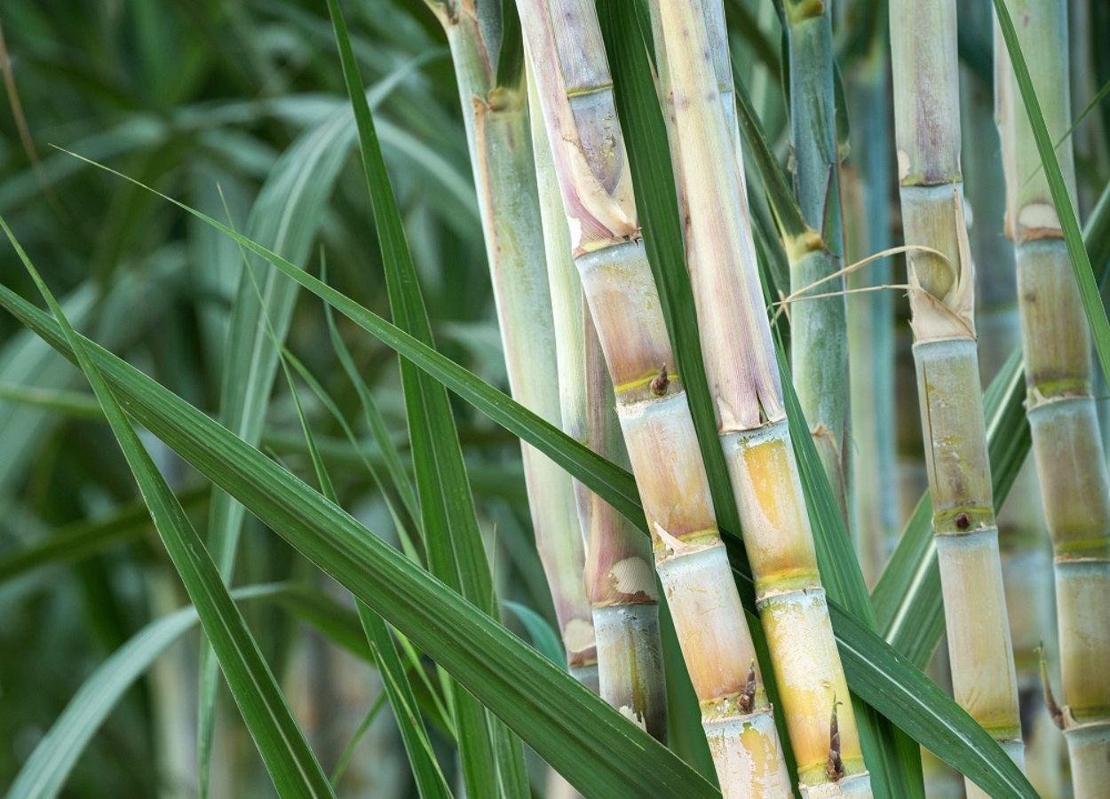 Produção de etanol deve crescer 9,3% no Centro-Sul