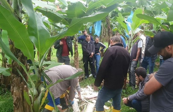 Epagri realiza curso para aprimorar produção de banana em Santa Catarina