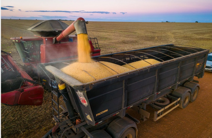 Venda de milho em Mato Grosso se aproxima de 50%
