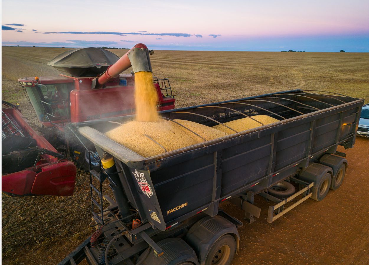 Venda de milho em Mato Grosso se aproxima de 50%