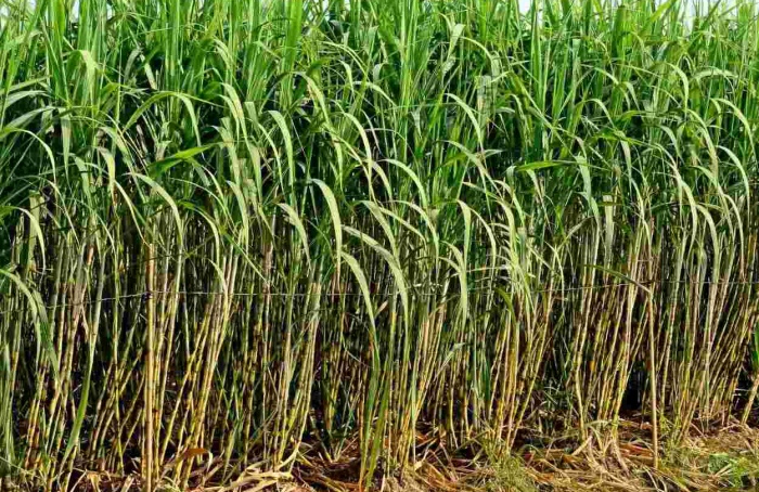 Produtividade da cana no Centro-Sul cai 12% em maio