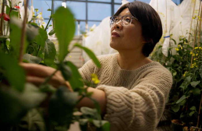 BASF investe €17 milhões em melhoramento de canola no Canadá