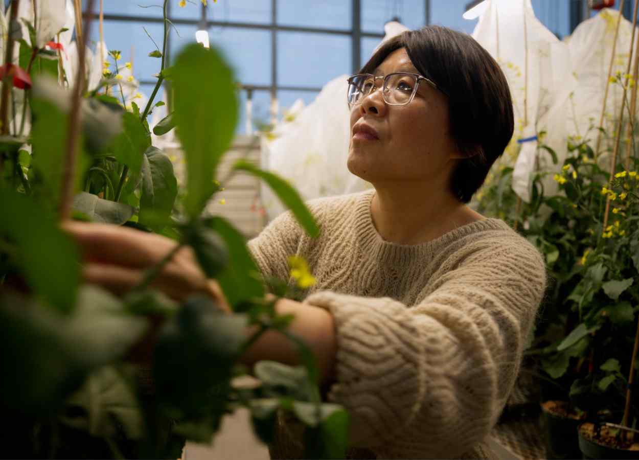 BASF investe €17 milhões em melhoramento de canola no Canadá