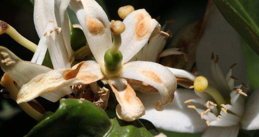 Sistema de previsão de podridão floral expande seu alcance pelo cinturão citrícola