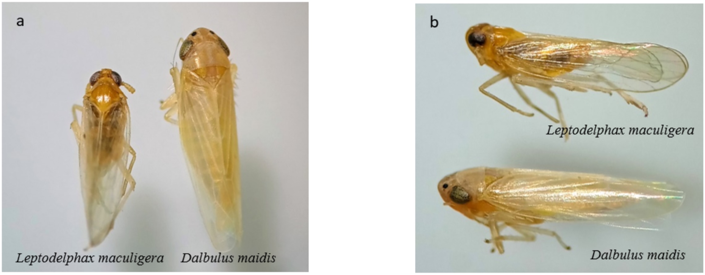 <i>Leptodelphax maculigera</i> e <i>Dalbulus maidis</i> - Fotos: Kerolainy Ferreira