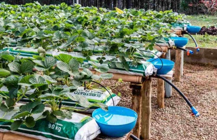 Armadilhas Moericke auxiliam controle de tripes no morango