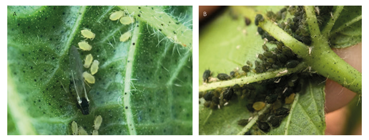 Figura 1 - (A) Fêmea alada - início de colonização em nova planta; (B) colônia de indivíduos ápteros já estabelecida