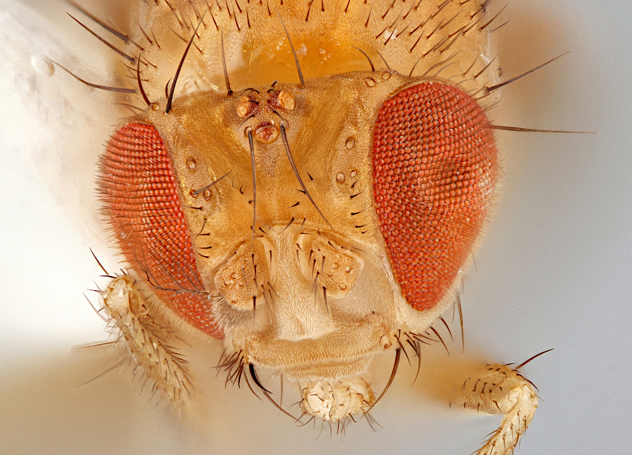 <i>Drosophila melanogaster</i> - Foto: Paul Langlois, USDA