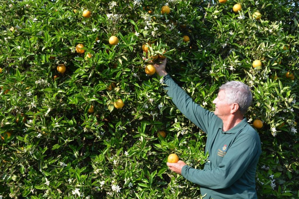 Citricultura em expansão no oeste catarinense