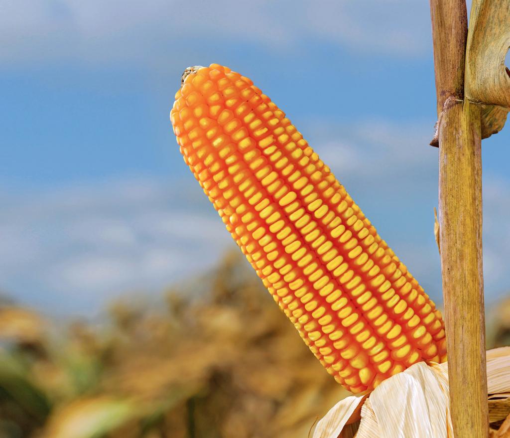 Morgan leva tecnologia embarcada em híbridos de milho para Agrotins 2019