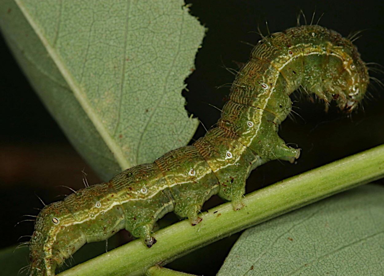 Foto:&nbsp;Gyorgy Csoka, Hungary Forest Research Institute