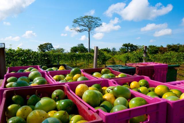 Embrapa recomenda duas novas variedades de maracujá para Acre