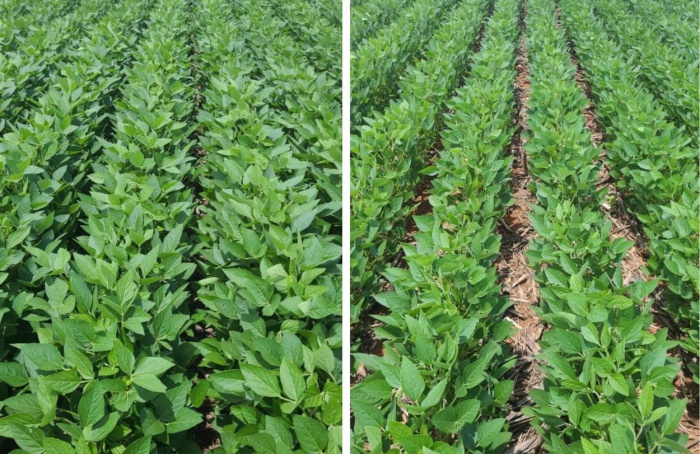 Fertilizante multinutriente promete até 23% mais produtividade no campo