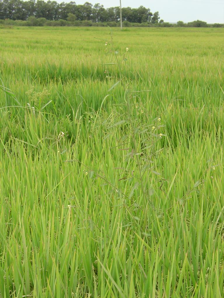 Leilões de venda colocam mais 25,7 mil toneladas de arroz no mercado