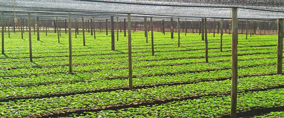 Appropriate irrigation systems guarantee nurseries efficiency in the production of coffee seedlings