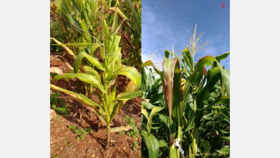 Figura 02: planta de milho com sintomas do enfezamento pálido (A) e enfezamento vermelho (B); foto: Dagma Dionísia da Silva - Embrapa Milho e Sorgo