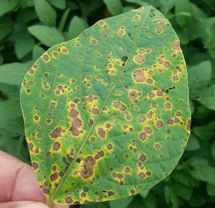 Soybean leaf attacked by the fungus Corynespora cassiicola