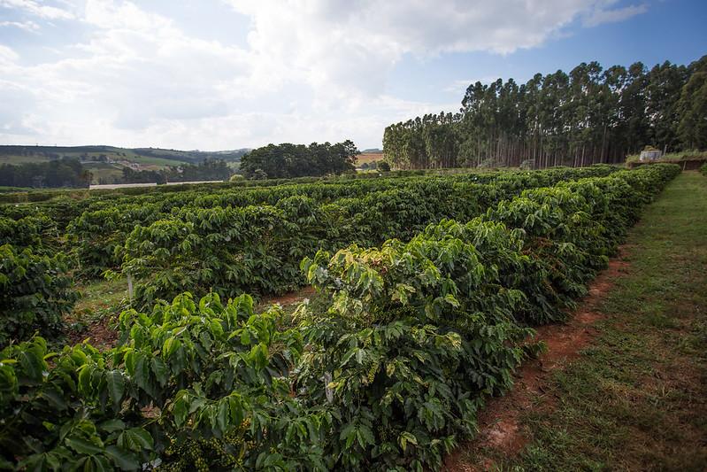 Valorização externa impulsiona preços do café no Brasil
