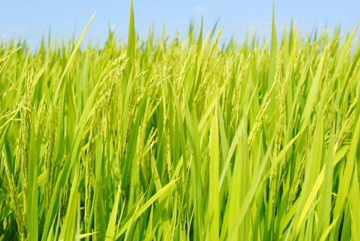 Debates sobre logística e internacionalização do arroz têm destaque na 18ª Fenarroz