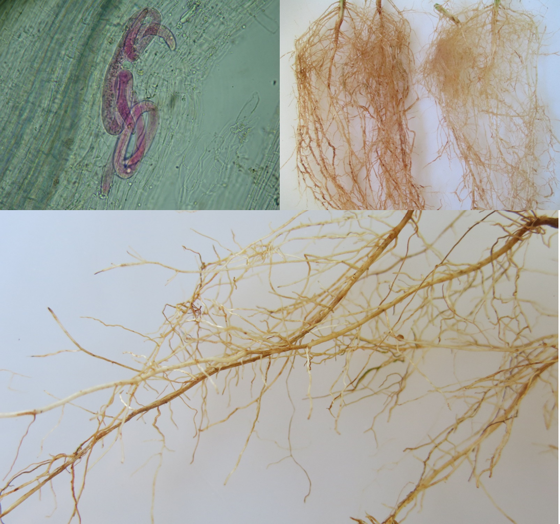 Figure 4 - Soybean root cultivar TMG 115 RR inoculated with Scutellonema brachyurus, with lesions caused by nematode parasitism. Scutellonema brachyurus inside the roots of soybean cultivar TMG 115 RR, 60 days after inoculation. Photos: Santino A. da Silva and Priscila M. Amaro.