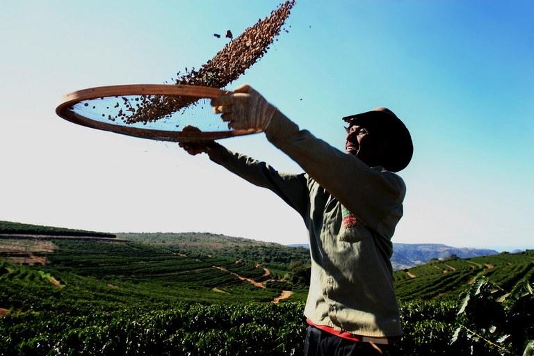 Em ano de baixa, produção de café será de 44,97 milhões de sacas