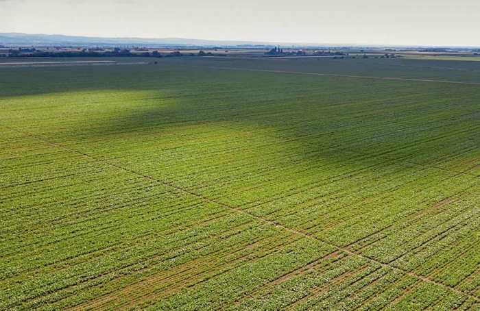 Pará e Tocantins ampliam área de soja em 175 mil hectares