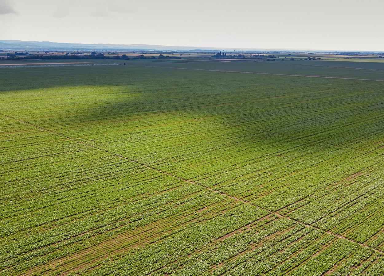 Pará e Tocantins ampliam área de soja em 175 mil hectares