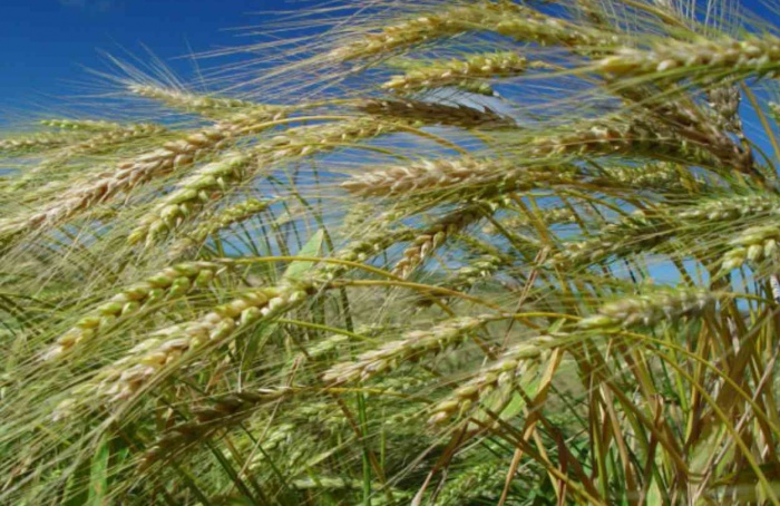 El Niño influencia projeções da safra de inverno 2026/27 em SC