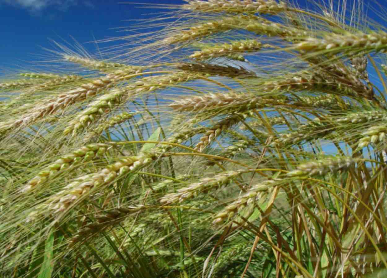El Niño influencia projeções da safra de inverno 2026/27 em SC