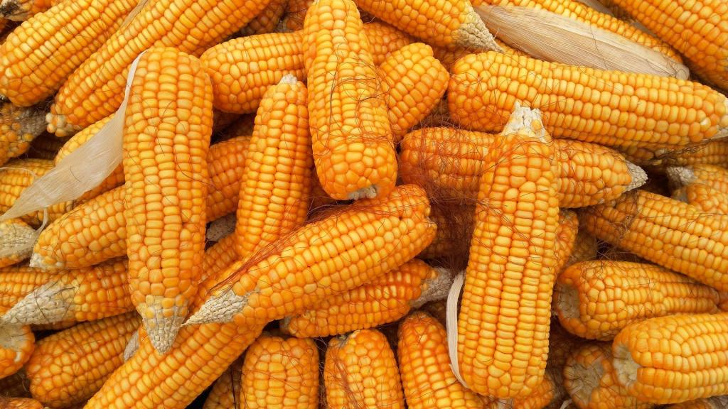 Valorização do preço estimula agricultor a plantar milho na próxima safra