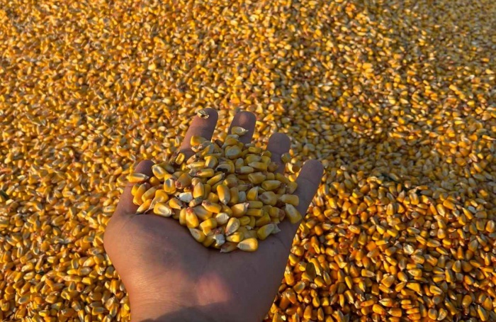 Produtividade do milho sobe mais de 60% em Mato Grosso do Sul