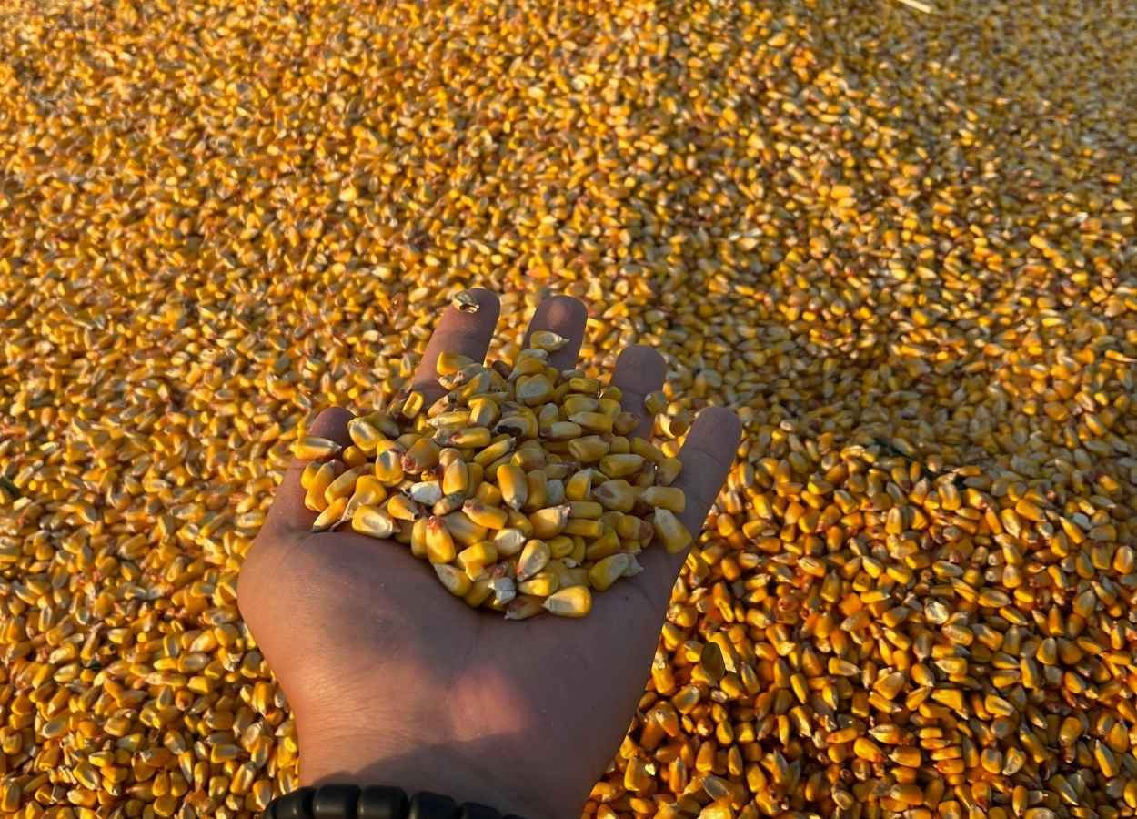 La productividad del maíz aumenta más del 60% en Mato Grosso do Sul.